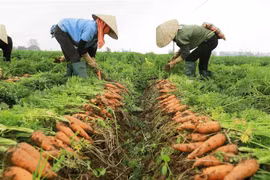 Nông dân xã Đức Chính, huyện Cẩm Giàng thu hoạch cà rốt. (Ảnh: Vũ Sinh/TTXVN)