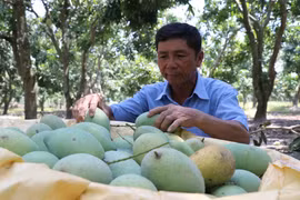 (Ảnh minh họa. Hoài Nam/TTXVN)