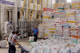 Chế biến gạo xuất khẩu tại Xí nghiệp Chế biến lương thực cao cấp Tân Túc (huyện Bình Chánh). (Ảnh: Đình Huệ/TTXVN)