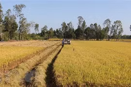 Ảnh chỉ có tính minh họa. (Nguồn: TTXVN)