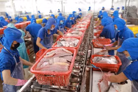 Chế biến cá tra xuất khẩu sang thị trường Mỹ. (Ảnh: Vũ Sinh/TTXVN)