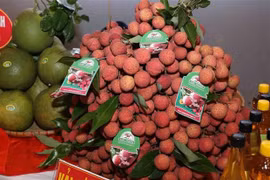 Vải thiểu Lục Ngạn. (Ảnh: Vũ Sinh/TTXVN) 