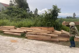 Gỗ bất hợp pháp được phát hiện tại nhà ông Nguyễn Canh Tuất. (Ảnh: TTXVN phát)