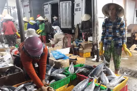 Thương lái thu mua các loại cá biển tại cảng cá Đông Hải, thành phố Phan Rang-Tháp Chàm để đưa tiêu thụ các nơi. (Ảnh: Nguyễn Thành/TTXVN)