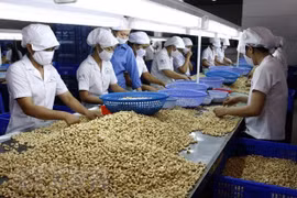 Sản xuất điều xuất khẩu. (Ảnh: Đình Huệ/TTXVN)