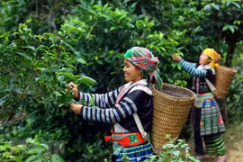 Người dân thu hái trên những cây chè Shan tuyết cổ thụ. (Ảnh: Thế Duyệt/TTXVN)