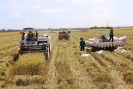 Nông dân Đồng Tháp thu hoạch lúa Thu Đông. (Ảnh: Chương Đài/TTXVN)