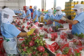 Sơ chế thanh long xuất khẩu ở Tiền Giang. (Ảnh: Minh Trí/TTXVN) 