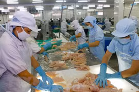 Chế biến cá tra xuất khẩu tại Công ty thủy sản Biển Đông (thành phố Cần Thơ). (Ảnh: Thanh Liêm/TTXVN) 