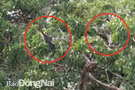 Đàn chim cổ rắn ở Khu du lịch Bửu Long. (Nguồn: Báo Đồng Nai)