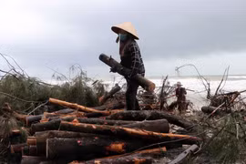 Rừng phòng hộ ven biển bị sóng lớn cuốn trôi ở tỉnh Thừa Thiên-Huế. (Ảnh: Đỗ Trưởng/TTXVN)