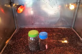Sản phẩm tiêu sạch của bà con nông dân trồng tiêu xã Nam Yang, huyện Đăk Đoa. (Ảnh: Hồng Điệp/TTXVN)