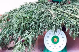 (Ảnh minh họa: Trung Hiếu/TTXVN)