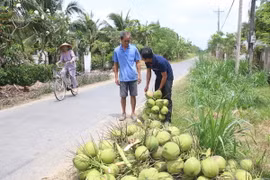 (Ảnh minh họa: Công Trí/TTXVN)