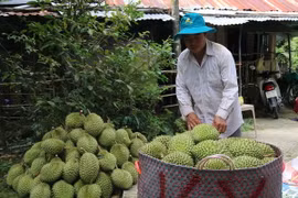 Thu hoạch sầu riêng ở huyện Cai Lậy, Tiền Giang. (Ảnh: Minh Trí/TTXVN)