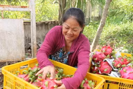 Thu hoạch thanh long ruột đỏ. (Ảnh minh họa: Thanh Hòa/TTXVN)