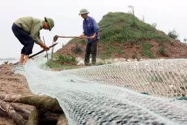 Người dân huyện Thái Thụy tỉnh Thái Bình chủ động bảo vệ cơ sở nuôi tôm của gia đinh. (Ảnh: Thế Duyệt/TTXVN)
