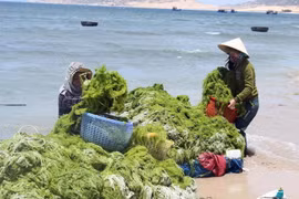 Vùng ven biển huyện Thuận Nam, Ninh Thuận trở thành nơi phát triển mạnh nghề nuôi rong sụn, mang lại thu nhập cao cho người dân. (Ảnh: Công Thử/TTXVN)