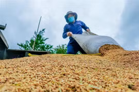 Nông dân thu hoạch lúa ở Cần Thơ. (Ảnh: Thanh Liêm/TTXVN)