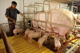 Trang trại chăn nuôi lợn. (Ảnh: Vũ Sinh/TTXVN)