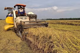 Thu hoạch lúa OM 18 tại đồng ruộng xã Tân Mỹ, huyện Thanh Bình (Đồng Tháp). (Ảnh: Nguyễn Văn Trí/TTXVN)