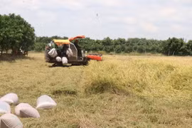 Thu hoạch lúa Hè Thu tại xã Tân Mỹ, huyện Thanh Bình (Đồng Tháp). (Ảnh: Nguyễn Văn Trí/TTXVN)