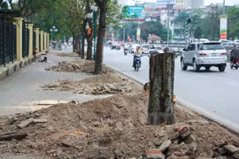 Bộ Tài nguyên và Môi trường lên tiếng về vụ “thảm sát” cây xanh 