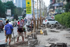 Kế hoạch chặt 6.700 cây xanh: “Thanh tra Chính phủ vào cuộc mới rõ”
