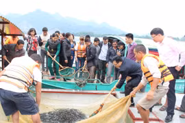 Lễ thả cá tái tạo nguồn lợi thủy sản lòng hồ thủy điện Tuyên Quang. (Ảnh: Hùng Võ/Vietnam+)