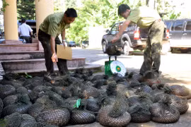 Tăng cường bảo tồn động vật hoang dã thông qua cải cách chính sách