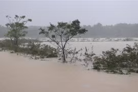 Mưa lớn gây ngập úng nhiều diện tích lưa và hoa màu tại huyện Triệu Phong. (Ảnh: Nguyên Lý/TTXVN)