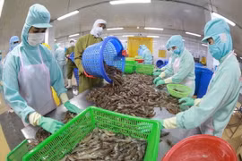 Chế biến tôm đông lạnh xuất khẩu tại nhà máy của Công ty Thủy sản Minh Phú Hậu Giang, tỉnh Hậu Giang. (Ảnh: Vũ Sinh/TTXVN)