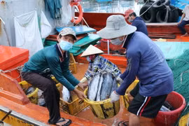 Ngư dân vận chuyển cá tại cảng cá Đông Hải, thành phố Phan Rang-Tháp Chàm, tỉnh Ninh Thuận. (Ảnh: Nguyễn Thành/TTXVN)