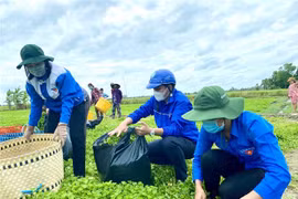 Thanh niên tình nguyện Huyện đoàn Phước Long với mô hình Áo xanh ra đồng hỗ trợ người dân thu hoạch rau màu trong thời gian giãn cách xã hội. (Ảnh: Chanh Đa/TTXVN)