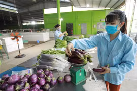 Xã viên Hợp tác xã rau an toàn Văn Đức đóng gói sản phẩm rau-quả để cung cấp cho các siêu thị Thủ đô trong những ngày thực hiện giãn cách xã hội. (Ảnh: Vũ Sinh/TTXVN)