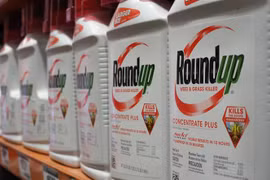 Thuốc diệt cỏ Roundup của Monsanto được bày bán tại cửa hàng ở Glendale, California, Mỹ ngày 19/6. (Nguồn: Ảnh: AFP/ TTXVN)