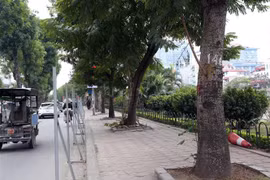 Trong số 476 cây xanh phải di chuyển trên tuyến đường Láng thuộc khuôn khổ dự án, sẽ đánh chuyển 371 cây, chặt hạ 105 cây (những cây sâu, rỗng thân, nghiêng, cong queo phát triển không bình thường hoặc cây đã chết). (Ảnh: Huy Hùng/TTXVN)