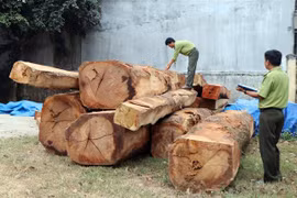 Lực lượng kiểm lâm kiểm tra số gỗ tang vật. (Ảnh: Cao Nguyên/TTXVN)