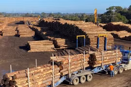 Gỗ xẻ xuất khẩu tại bang Victoria, Australia. (Ảnh: AP/TTXVN)