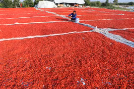 Phơi ớt sau thu hoạch ở huyện Thanh Bình, Đồng Tháp. (Ảnh: Nguyễn Văn Trí/TTXVN)