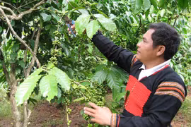 Nông dân huyện Krông Bông, Đắk Lắk, chăm sóc cây càphê. (Ảnh: TTXVN phát)