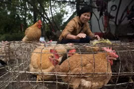 Ảnh minh họa. (Nguồn: AFP/TTXVN)