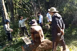 “Nói thẳng, ở đâu có rừng thì ở đó còn một số đối tương trục lợi, cái đó không thể tránh khỏi”-Chi cục trưởng chi cục Kiểm Lâm Quảng Bình nói. (Ảnh: Hùng Võ/Vietnam+)