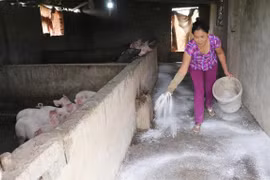 Toàn cảnh nỗ lực phòng chống dịch tả lợn châu Phi của Việt Nam