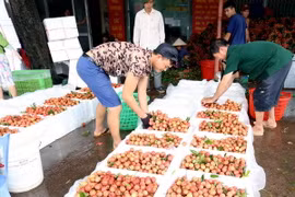 Sơ chế vải thiều trước khi đưa đi tiêu thụ. (Ảnh: Vũ Sinh/TTXVN)