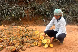 Lào Cai xử phạt Công ty Tứ Đỉnh xả thải làm chết dứa của dân 