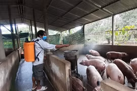 (Ảnh minh họa: Hoàng Nhị-TTXVN)