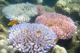 91% rạn san hô Great Barrier tại Australia bị tẩy trắng do nắng nóng 
