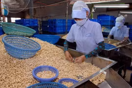 Phòng thương mại Italy-VN nói về vụ lừa 100 container điều xuất khẩu
