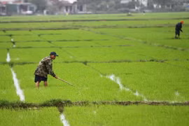 Nông dân Đồng bằng sông Cửu Long vui mừng vì lúa Đông Xuân được giá